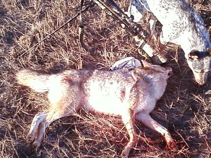 Veteran's Day 2009 001 1st Coyote Down!