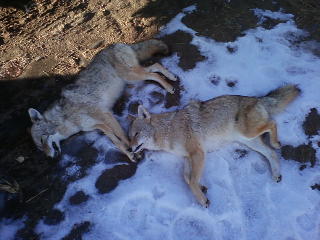 Colorado Coyotes