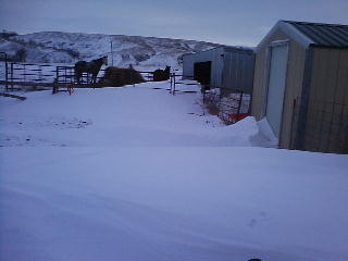 Horses in Snow
