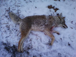 January 4th Coyote